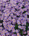Produktbild: Pflanzen für Dich Staude Aster dumosus Herbstpurzel, 1 St., Kissen-Aster, Herbstaster