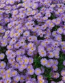 Produktbild: Aster dumosus 'Herbstpurzel', Kissen-Aster, purpur, ca. 9x9 cm Topf