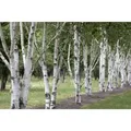 Produktbild: Betula Utilis Himalaya-Birke 100–150 cm