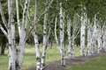 Produktbild: Pflanzen für Dich Baum Betula utilis, 1 St., Himalaya-Birke, Papierbirke, weiße Rinde, schnellwachsend