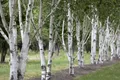 Produktbild: Betula utilis, Himalaya-Birke, 100–150 cm