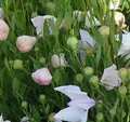 Produktbild: Ballonblume Fuji Pink - Platycodon grandiflorus
