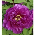 Produktbild: Strauchpfingstrose Purpur - Paeonia suffruticosa