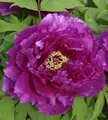 Produktbild: Strauchpfingstrose Purpur - Paeonia suffruticosa - lebende Gartenpflanze aus den Baumschulen