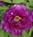 Produktbild: Strauchpfingstrose Purpur - Paeonia suffruticosa