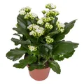 Produktbild: Kalanchoe 'Calandiva'®,  weiß & rosa, Topf-Ø 12 cm, Höhe ca. 20-30 cm, 6er-Set