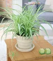Produktbild: BALDUR Garten Zimmerpflanze Chlorophytum 'Variegatum', 1 St., Hängezimmerpflnze, pflegeleicht