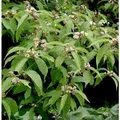 Produktbild: Weißbeeriger Liebesperlenstrauch 80-100cm - Callicarpa japonica