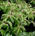 Produktbild: Weißbeeriger Liebesperlenstrauch 80-100cm - Callicarpa japonica