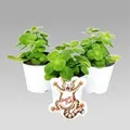 Produktbild: Exotenherz Coleus Canin Verpiss-Dich Pflanze 12 Pflanzen