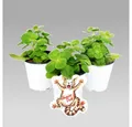 Produktbild: Exotenherz Gemüsepflanze Coleus canin - Verpiss-Dich - Pflanze - 12 Pflanzen