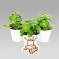 Produktbild: Exotenherz Coleus canin – Verpiss-Dich-Pflanze – 12 Pflanzen