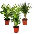 Produktbild: Exotenherz Zimmerpflanzen Mix II 3er Set Dieffenbachia Chamaedorea Dracena Marginata im 10-12cm Topf