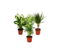 Produktbild: Exotenherz Zimmerpflanze Zimmerpflanzen-Mix II 3er Set Dieffenbachia-Chamaedorea-Dracena
