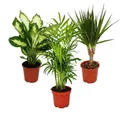 Produktbild: Exotenherz - Zimmerpflanzen-Mix II 3er Set, Dieffenbachia, Chamaedorea Dracena