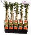 Produktbild: Hoogeveen Lonicera Periclymenum 'Serotina'- 65 cm, Ø 15 cmHoogeveen Lonicera Periclymenum Serotina - 65 cm, Ø 15 cm