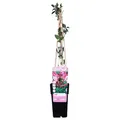 Produktbild: Lonicera Periclymenum 'Serotina' - Wald-Geißschlinge 50-60 cm Pflanzcontainer