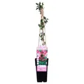 Produktbild: Geißblatt Lonicera periclymenum Serotina Ø 15 cm ↕ 65 cm duftend