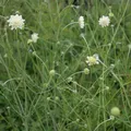 Produktbild: Blumixx Stauden Scabiosa ochroleuca - Gelbe Skabiose Hellgelbes Krätzkraut, im 0,5 Liter Topf, hell-gelb blühend