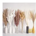 Produktbild: 125 Stück getrocknetes Pampasgras-Bouquet, Boho-Tischdeko, Bunny-Tails-Trockenbl
