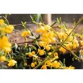 Produktbild: Berberis stenophylla 20-25 cm
