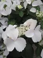Produktbild: Garland Hydrangea macrophylla Runaway Bride ® - Girlanden-Hortensie - 30-40 cm