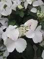 Produktbild: Garland Hydrangea macrophylla Runaway Bride ® - Girlanden-Hortensie  - 30-40 cm