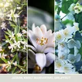 Produktbild: YANKEE CANDLE Raumduft-Nachfüllpackung MITTERNACHTSJASMINE 200 ml