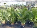 Produktbild: gruenwaren jakubik Baum Palme120-130 cm Zwergpalme Chamaerops Humilis, winterhart bis -12°C