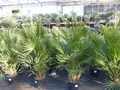 Produktbild: Palme 150 - 180 cm Zwergpalme Chamaerops Humilis, winterhart bis -12°C