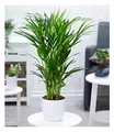 Produktbild: BALDUR Garten Areca Palme ca. 60-70 cm hoch, 1 PflanzeLuftreinigende Zimmerpflanze, unterstützt das Raumklima, Zimmerpalme Goldfruchtpalme Grünpflanze, mehrjährig - frostfrei halten
