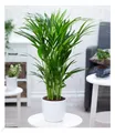 Produktbild: Areca Palme ca. 50 cm hoch,1 Pflanze Zimmerpflanze