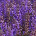 Produktbild: Blumixx Stauden Salvia nemorosa 'Viola Klose' – Dunkelviolett blühender Steppen-Salbei, winterhart & bienenfreundlich, im 0,5L Topf, pflegeleicht & mehrjährig für sonnige Beete