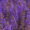 Produktbild: Ziersalbei Salvia nemorosa 'Viola Klose' Staude Insektenweide winterhart