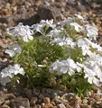Produktbild: Teppich Phlox White Delight - Phlox subulata - lebende Gartenpflanze aus den Baumschulen