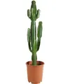 Produktbild: Bloomique - Euphorbia Acrurensis - Cowboy Kaktus - Sukkulenten - Zimmerpflanzen - Sehr Pflegeleicht - Höhe 80-100 cm - Topf 24 cm - Grün