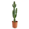 Produktbild: Bloomique - Euphorbia Acrurensis - Cowboy Kaktus - Sukkulenten - Zimmerpflanzen - Sehr Pflegeleicht - Höhe 80-100 cm - Topf 24 cm