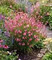 Produktbild: BALDUR Garten 4x Prachtkerze - Gaura 'Pink', Pflanzen im 9x9 cm-Topf, winterharte Trendstaude, Blüten in Schmetterlingsoptik, pflegeleicht, ideal für Beet & Kübel, bienenfreundlich, mehrjährig