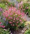 Produktbild: BALDUR Garten 4x Prachtkerze - Gaura 'Pink', Pflanzen im 9x9 cm-Topf, winterharte Trendstaude, Blüten in Schmetterlingsoptik, pflegeleicht, ideal für Beet & Kübel, bienenfreundlich, mehrjährig