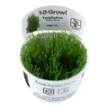 Produktbild: Tropica Taxiphyllum 'Taiwan Moss' 1-2-Grow! In Vitro
