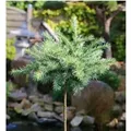 Produktbild: Hochstamm Japanische Lärche Blue Dwarf 40-60cm - Larix kaempferi