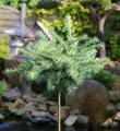 Produktbild: Hochstamm Japanische Lärche Blue Dwarf 40-60cm - Larix kaempferi