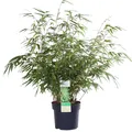 Produktbild: Hoogeveen Fargesia Rufa - 60 cm, Ø19 cm