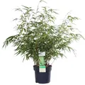 Produktbild: Bambus – Fargesia Rufa – 60 cm – Ø19 – Gartenpflanze