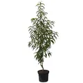 Produktbild: Pfirsichbaum Flamingo, sehr frostharter Pfirsich, Blüte bis - 8 Grad Buschbaum 110-140 cm 10 Liter Topf