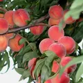 Produktbild: Flamingo - sehr frostharter Pfirsichbaum Buschbaum