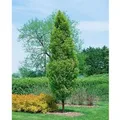 Produktbild: Carpinus betulus 'Lucas' 80-100 cm