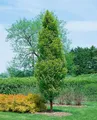 Produktbild: Pflanzen für Dich Gehölze Carpinus betulus Lucas, 1 St., Hainbuche, Weißbuche