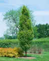 Produktbild: Carpinus betulus 'Lucas', Hainbuche, 80–100 cm