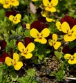 Produktbild: Hornveilchen Jackanapes - Viola cornuta